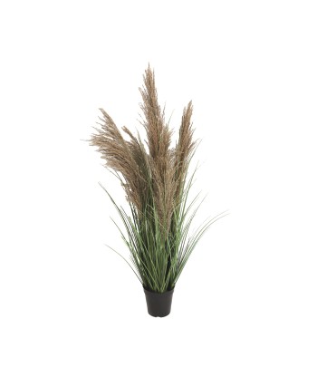 Tall Green Feathery Pampas...