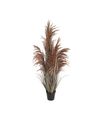 Tall Pink Feathery Pampas...