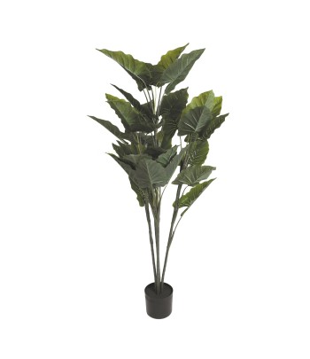 Fairy Philodendron Tree 140cm
