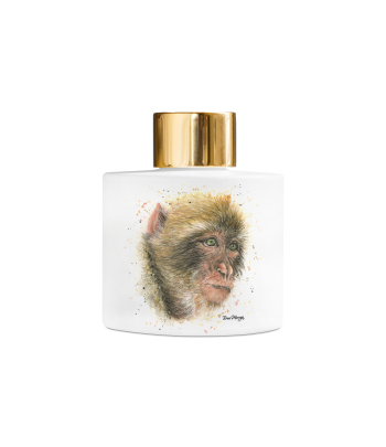 Barbary Macaque (Bree...