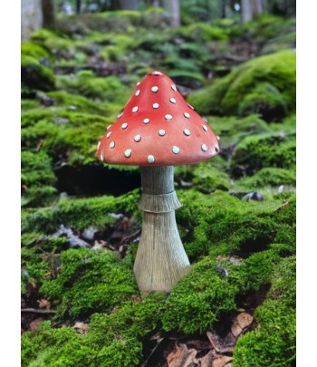 Red Muscaira Fungi