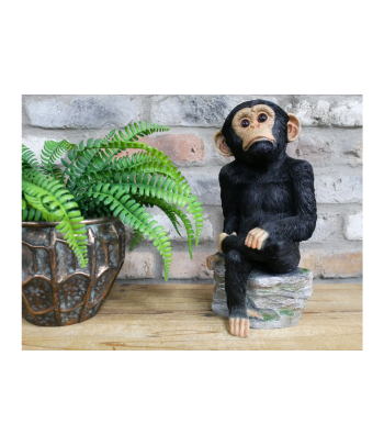 Monkey Sat On Rocks