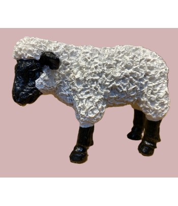 Black & White Miniature Sheep