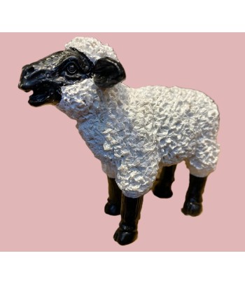 Black & White Miniature Sheep