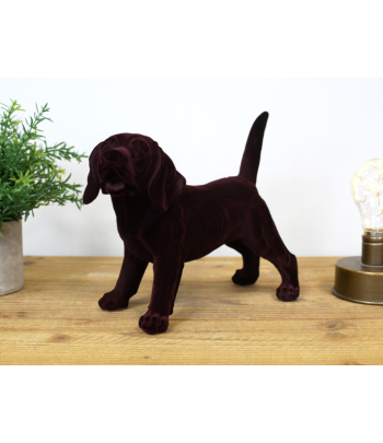Brown Dog