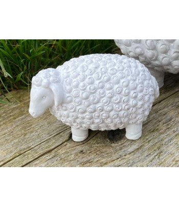 Curly White Sheep
