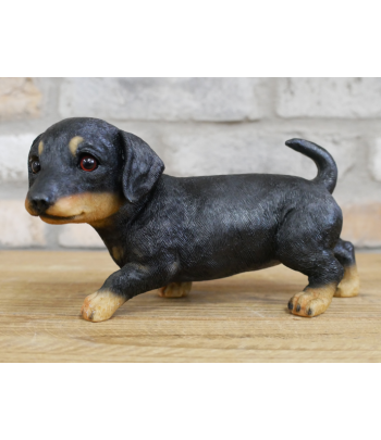Small Dog Dachshund