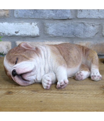 Sleeping Bulldog Puppy