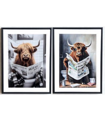 Highland Cow Reading -...